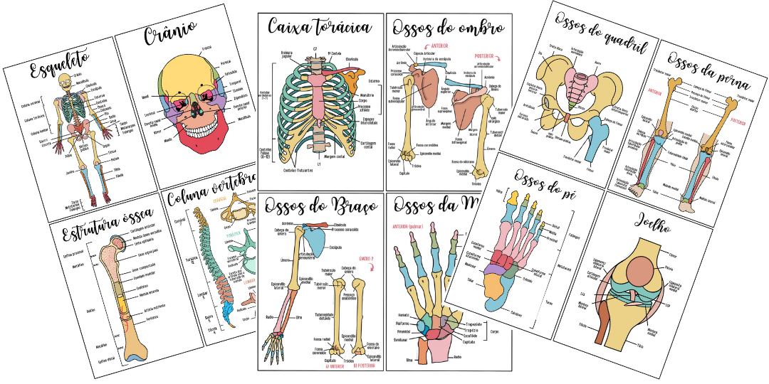 Anatomia Óssea