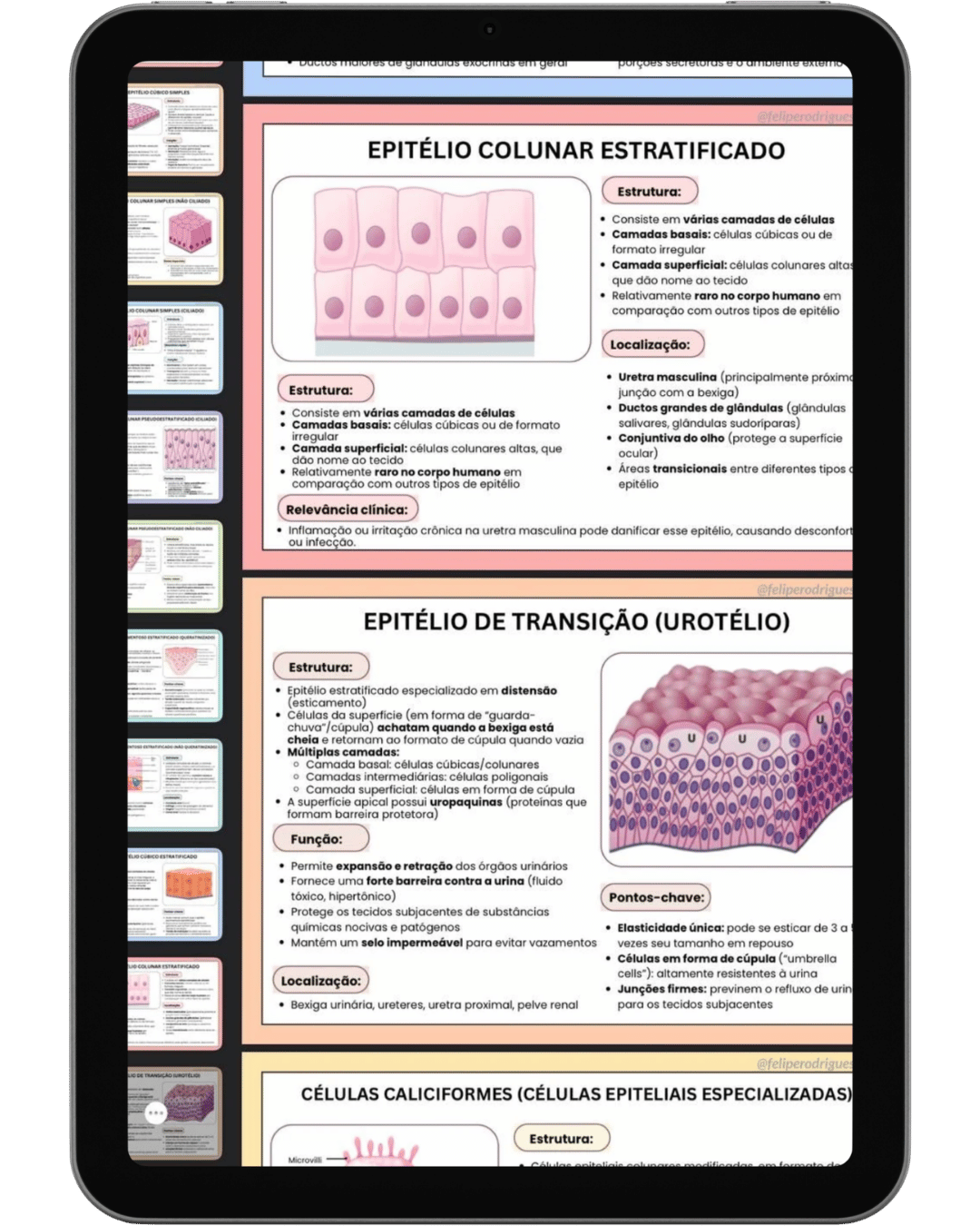 Mapa Histológico 4