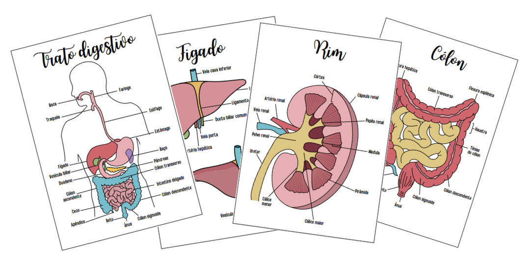 Anatomia Topográfica